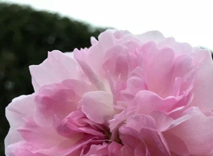 Rosemore