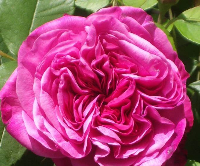 Gertrude Jekyll